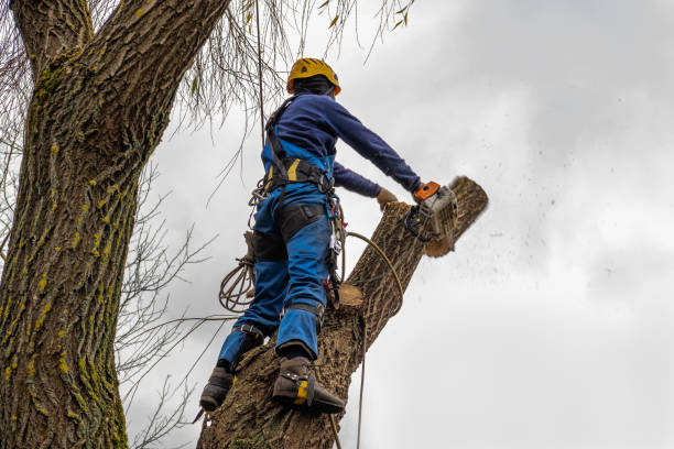 Tree Branch Trimming in Estill, SC